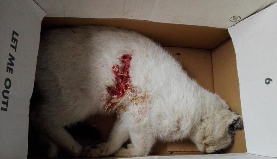 Kat met schotwonde gevonden in Vinkt