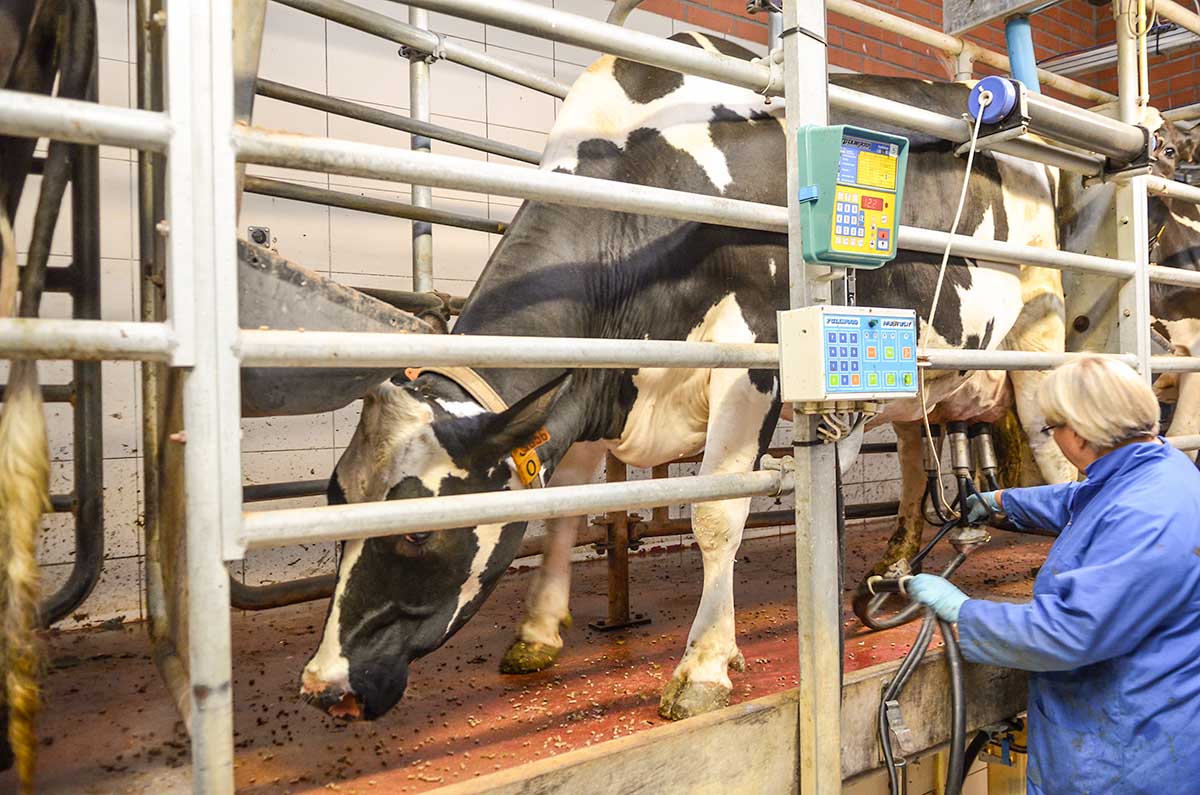 Een echte “melkautomaat” doet zijn intrede in onze regio