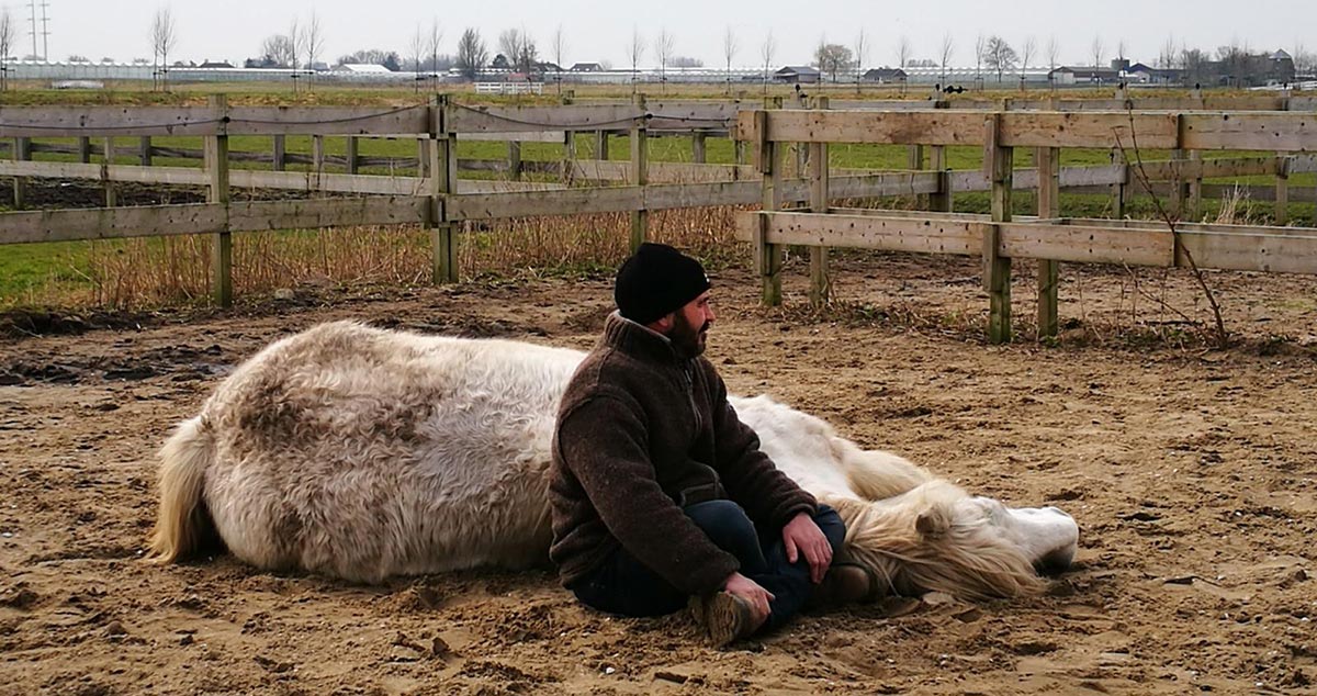 Coachen met paarden