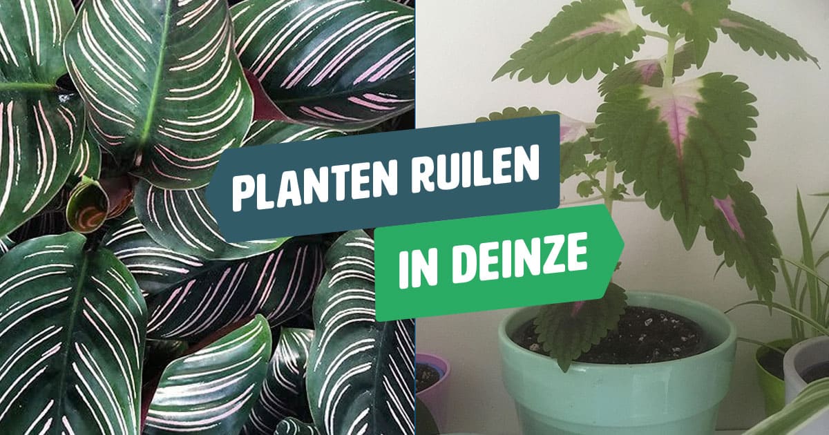 Planten ruilen in Deinze