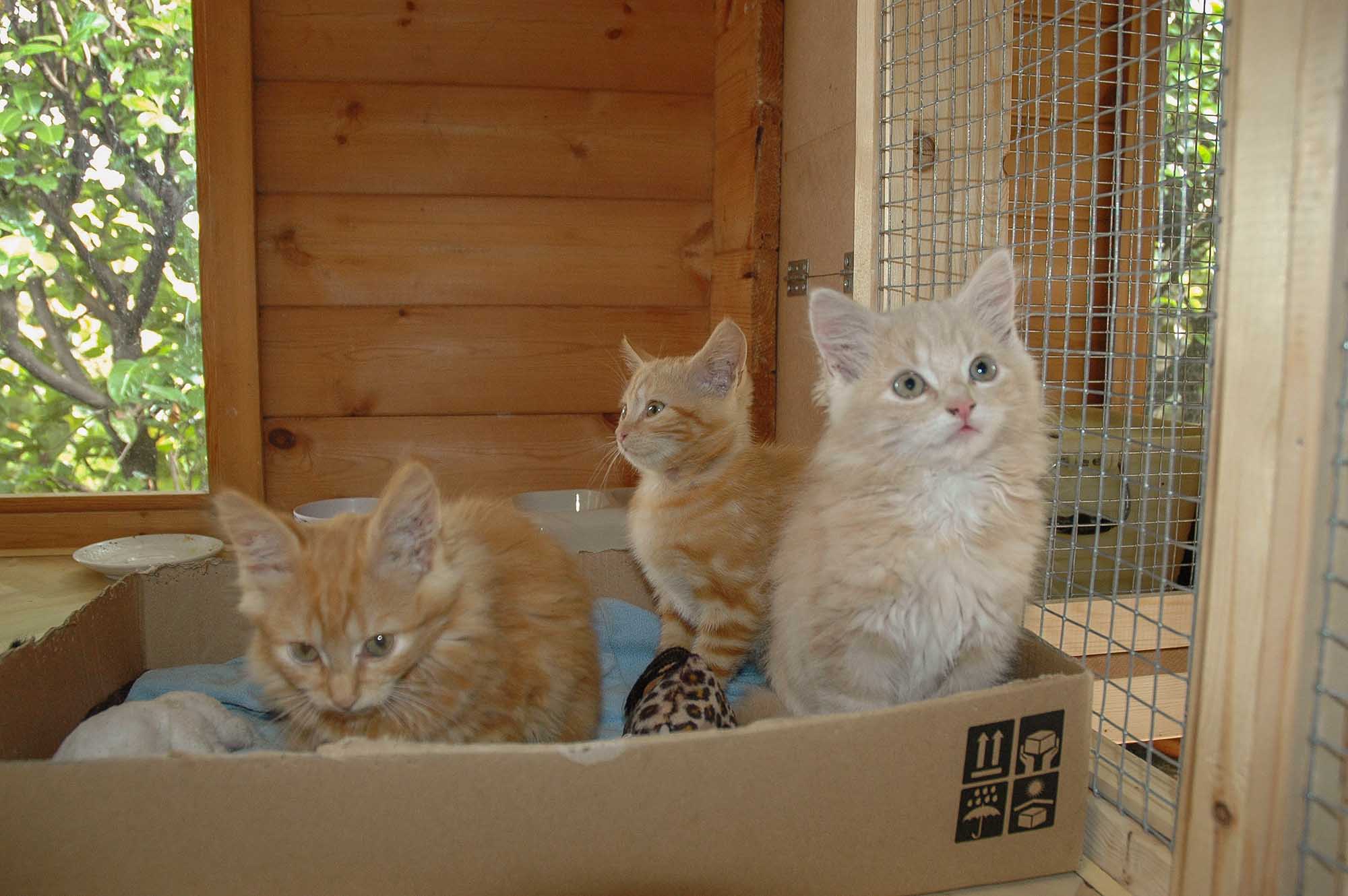 Verkoop voor Kat op de Dool op Batjesmarkt