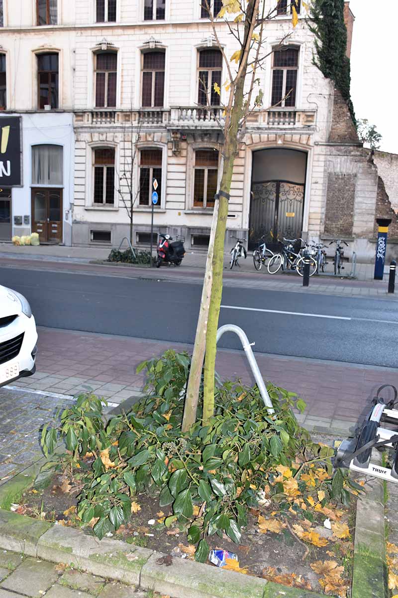 Wil jij een boomspiegel of boomtuintje adopteren?