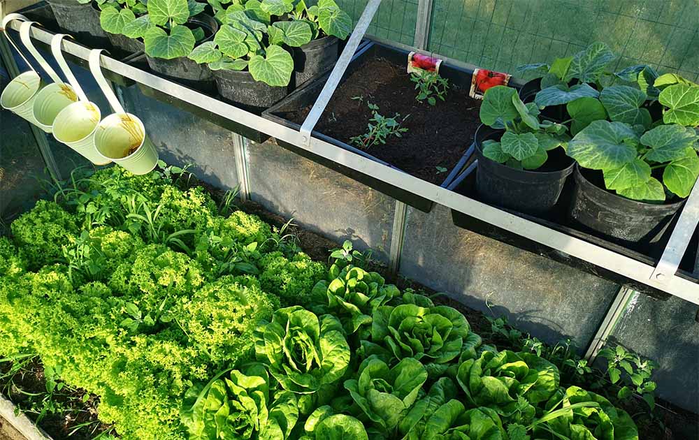Tuinhier Deinze organiseert: Online les ‘Eerste Hulp voor moestuinbeginners’