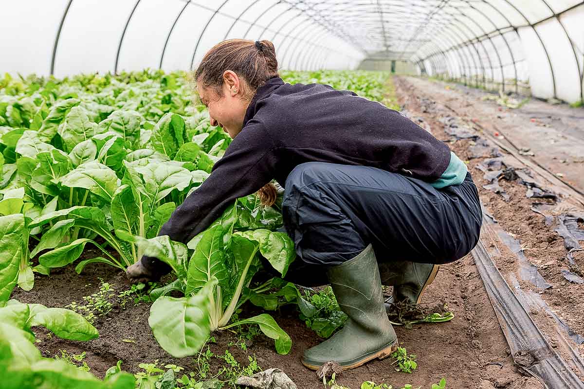 82 nieuwe coöperanten investeren in de Wassende Maan