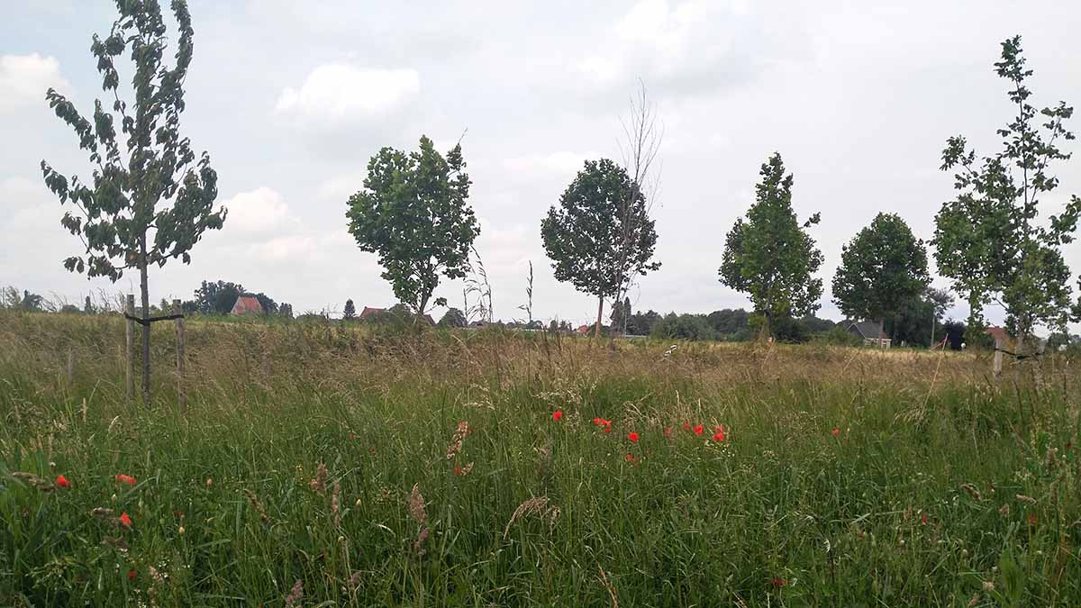 Plant jij ook een boom voor een held?