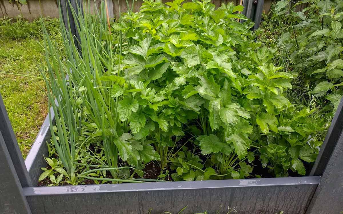 Biologisch moestuinieren in vier stappen door VELT