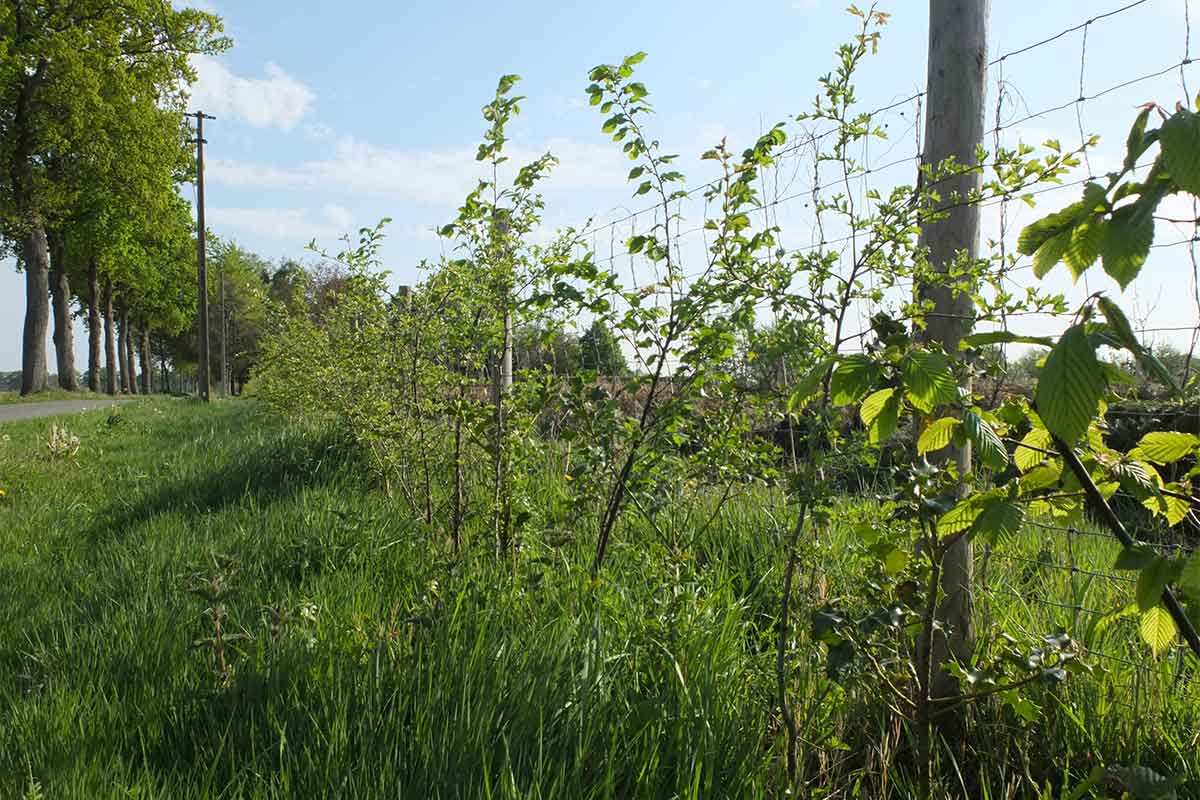 Eén gratis boom voor elke Deinse tuin en behaag je tuin