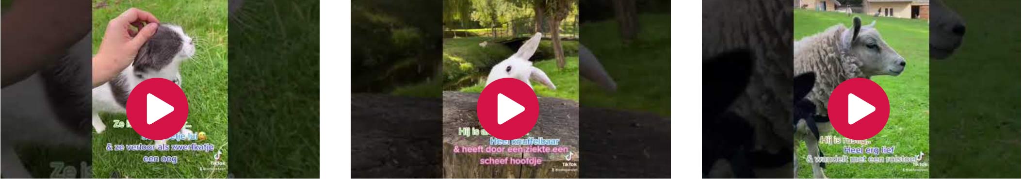Versele-Laga breekt met ideaalbeeld perfecte huisdier op werelddierendag #deinze
