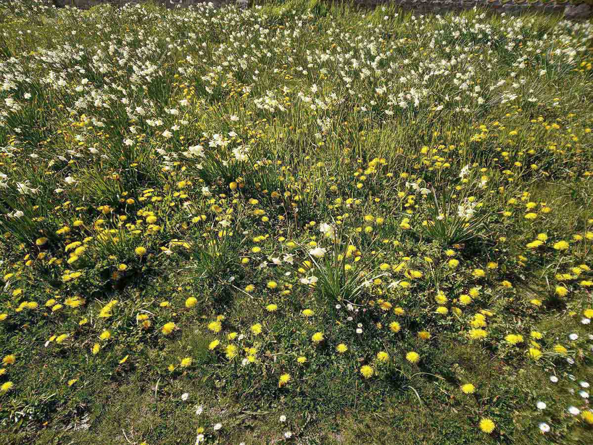 Groepsaankoop bloemenzaad