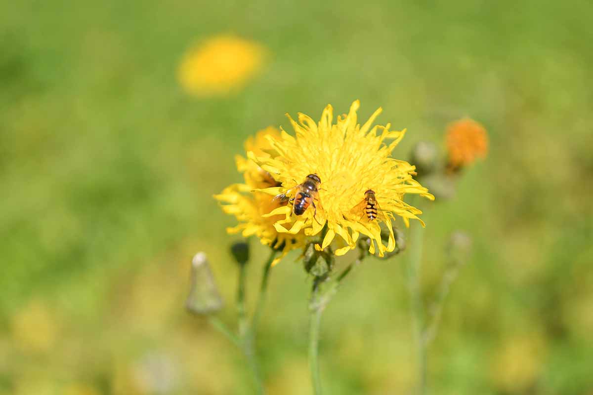 Bloemenweide aanleggen – Velt