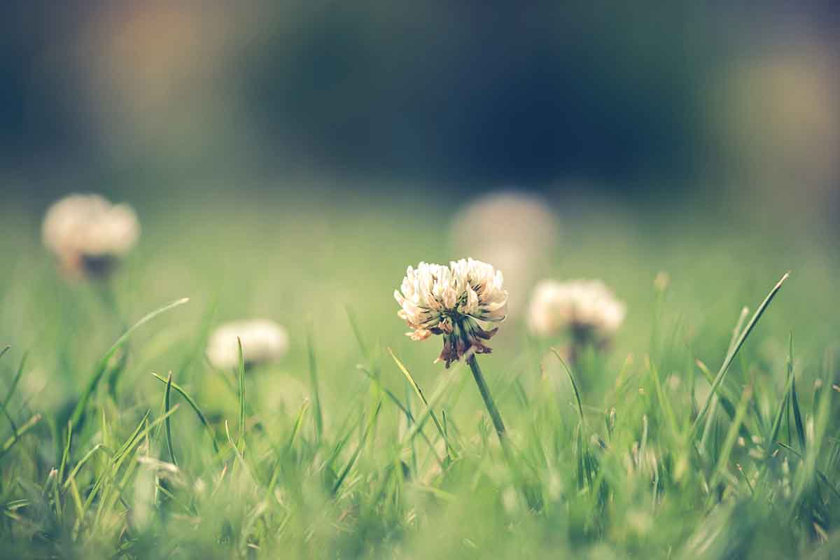 Meet your Weeds