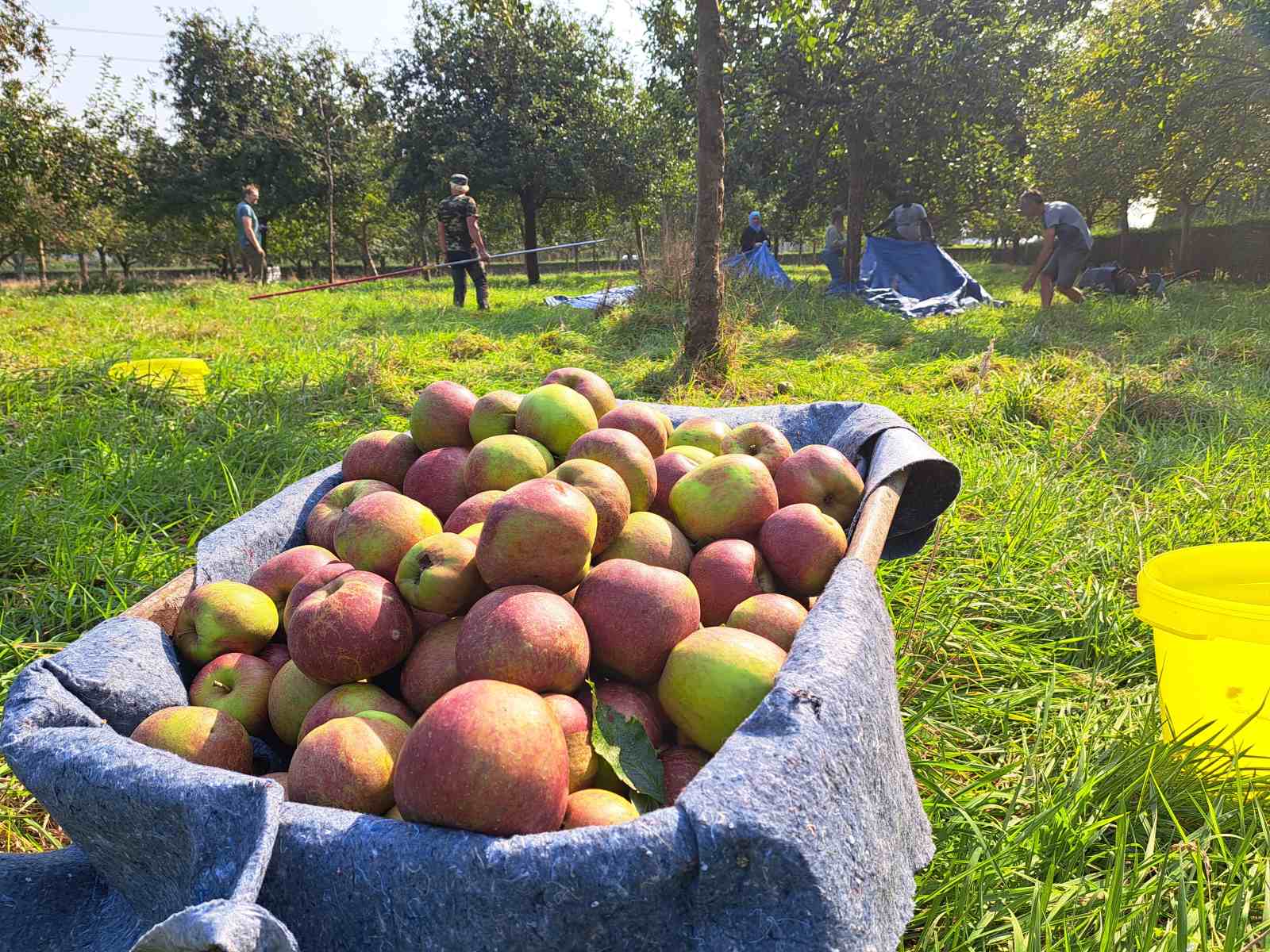 Er zijn weer appelen en peren in de Dopershoek!