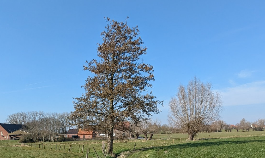 Eén gratis boom voor elke Deinse tuin en behaag je tuin