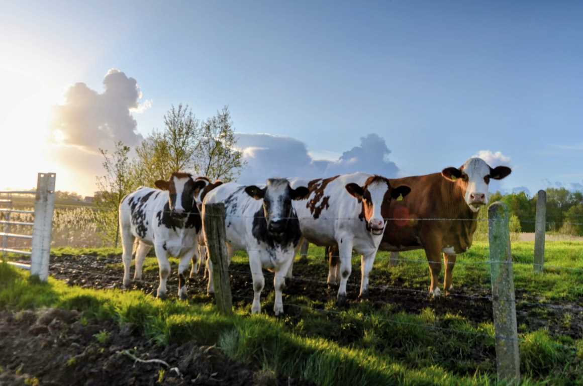 Op zondag 1 februari 2026 organiseert Natuurpunt Deinze-Zulte een Startactiviteit in Grammene (Deinze).